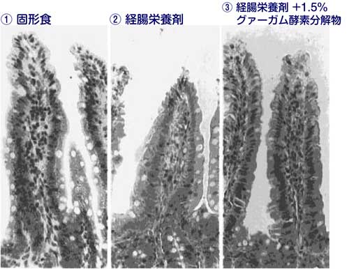 図１　回腸絨毛の形態変化に及ぼすグアーガム分解物の影響