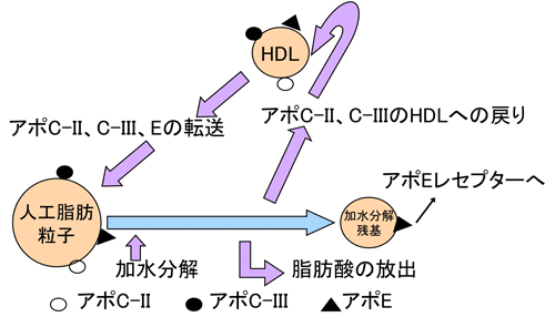 図２　人工脂肪粒子の代謝とリポ蛋白化