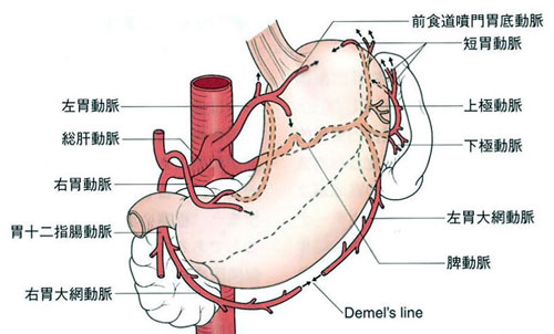 図２　胃の動脈分布