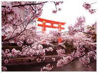 平安神宮鳥居と桜