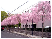 京都裁判所枝垂桜