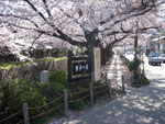 京都の桜1