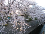 京都の桜3