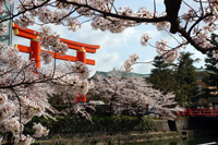 京都の桜2014-2