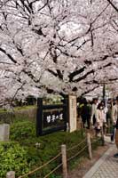 京都の桜2014-3（哲学の道）