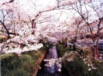 京都の風景3｜クリックすると拡大画像が表示されます。