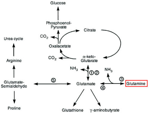 図１　L-グルタミンの構造