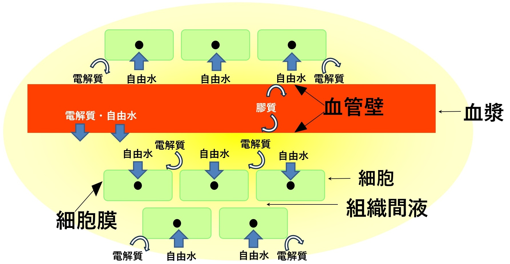 図１　自由水（水）、電解質、膠質の移動