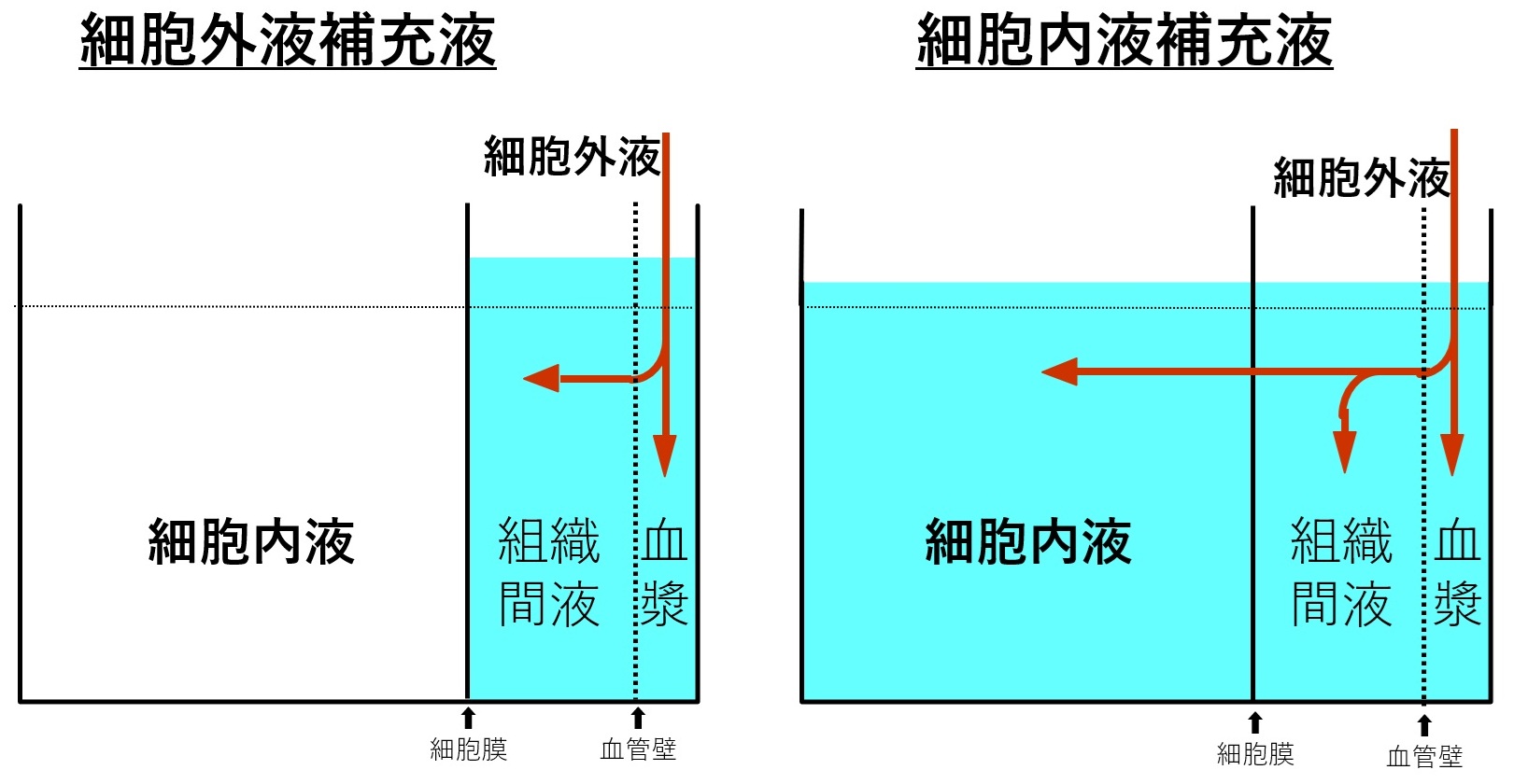 図2．水・電解質輸液の投与ターゲットとなる体液分画