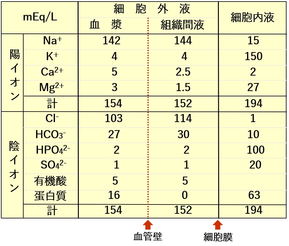 表2．細胞外液、細胞内液の成分組成