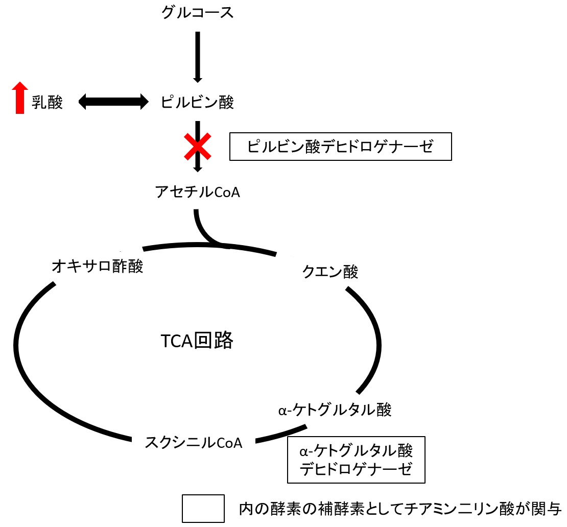 図１　糖代謝及びTCA回路とビタミンB